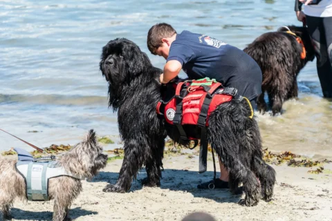 Chiens sauveteurs animation à la Fête de la Sardine de Locquémeau.